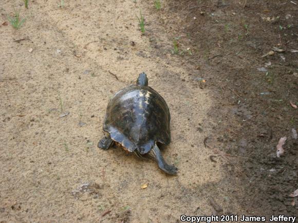 Alabama Red-bellied Cooter (Pseudemys alabamensis)