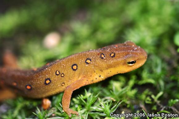 Red-Spotted Newt (Notophthalmus viridescens viridescens)