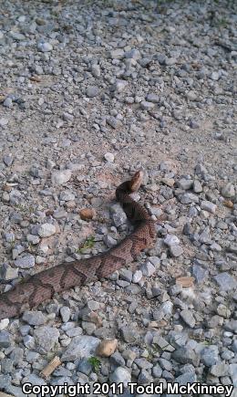 Northern  Copperhead (Agkistrodon contortrix mokasen)