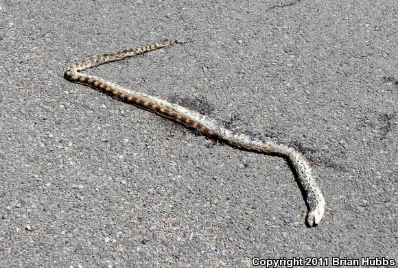 Bullsnake (Pituophis catenifer sayi)