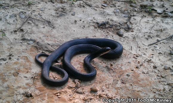 Southern Black Racer (Coluber constrictor priapus)