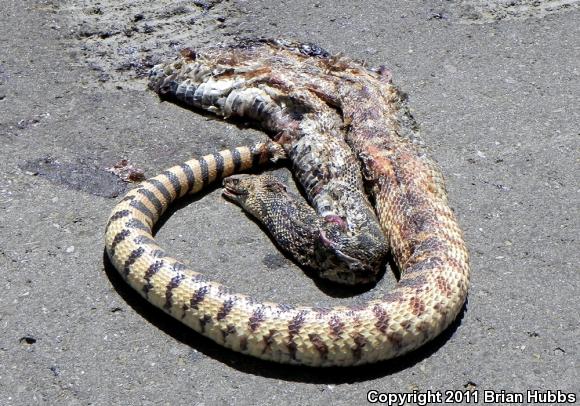 Bullsnake (Pituophis catenifer sayi)