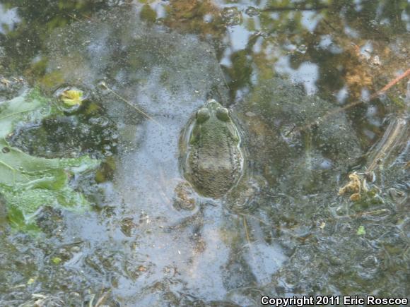 Northern Green Frog (Lithobates clamitans melanota)