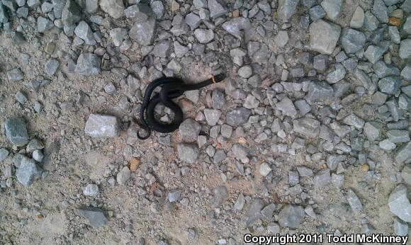 Ring-necked Snake (Diadophis punctatus)