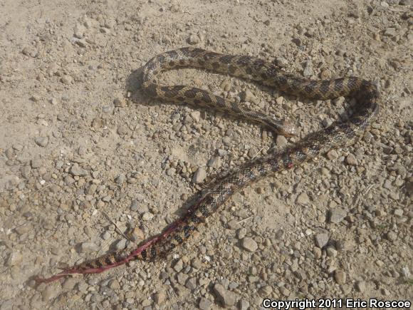 Western Foxsnake (Pantherophis vulpinus)