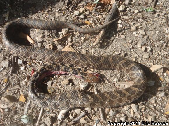 Western Foxsnake (Pantherophis vulpinus)