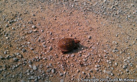 Eastern Box Turtle (Terrapene carolina carolina)