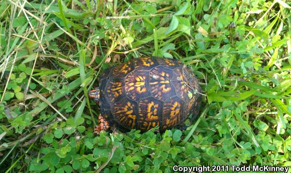 Eastern Box Turtle (Terrapene carolina carolina)