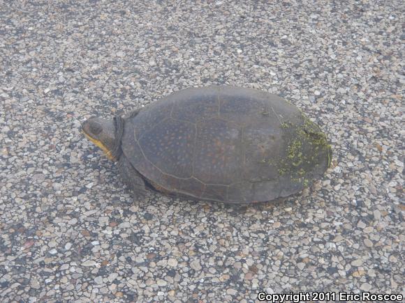 Blanding's Turtle (Emydoidea blandingii)