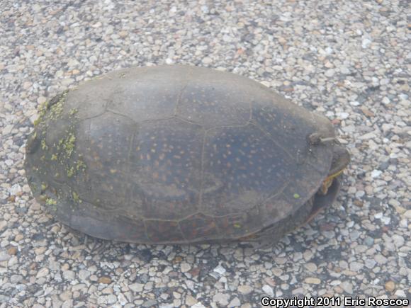Blanding's Turtle (Emydoidea blandingii)