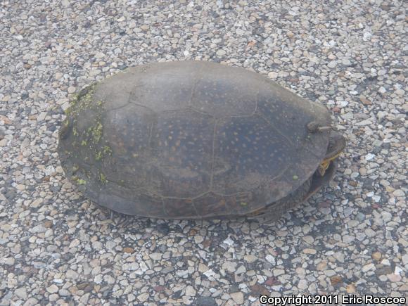 Blanding's Turtle (Emydoidea blandingii)