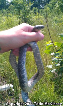 Black Kingsnake (Lampropeltis getula nigra)