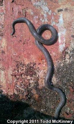 Black Kingsnake (Lampropeltis getula nigra)