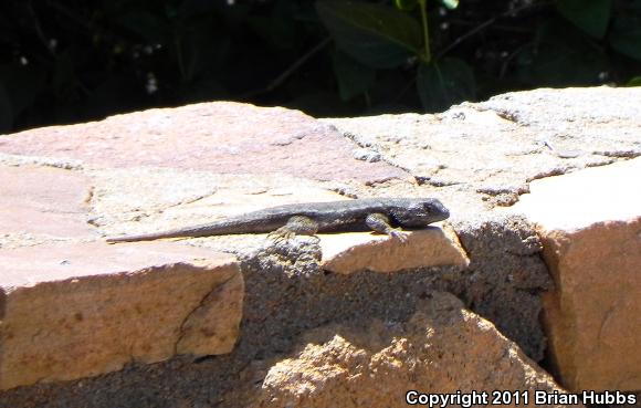 Eastern Fence Lizard (Sceloporus undulatus)