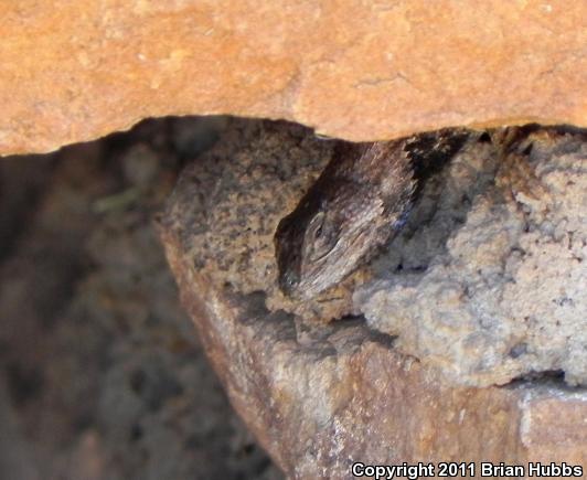 Eastern Fence Lizard (Sceloporus undulatus)