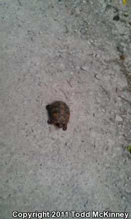 Eastern Box Turtle (Terrapene carolina carolina)