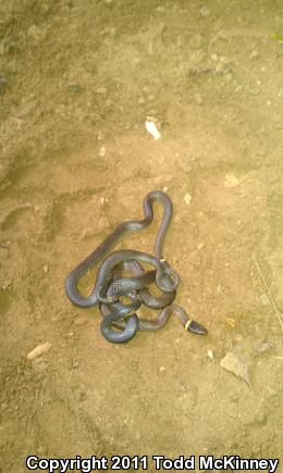 Ring-necked Snake (Diadophis punctatus)