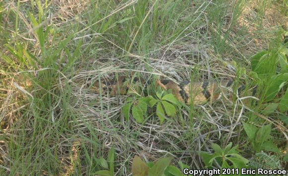 Timber Rattlesnake (Crotalus horridus)