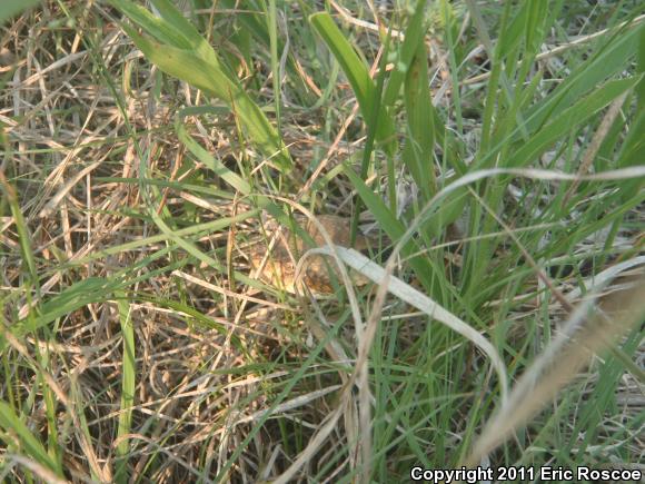 Timber Rattlesnake (Crotalus horridus)