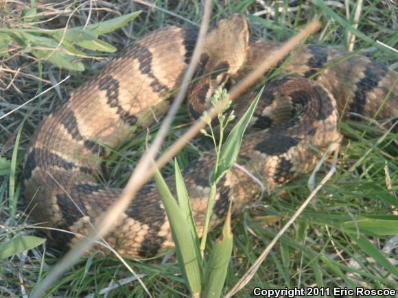 Timber Rattlesnake (Crotalus horridus)