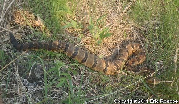 Timber Rattlesnake (Crotalus horridus)