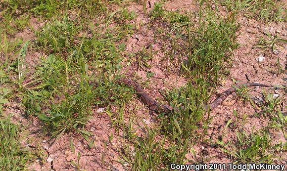 Northern  Copperhead (Agkistrodon contortrix mokasen)