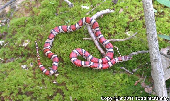 Eastern Milksnake (Lampropeltis triangulum triangulum)