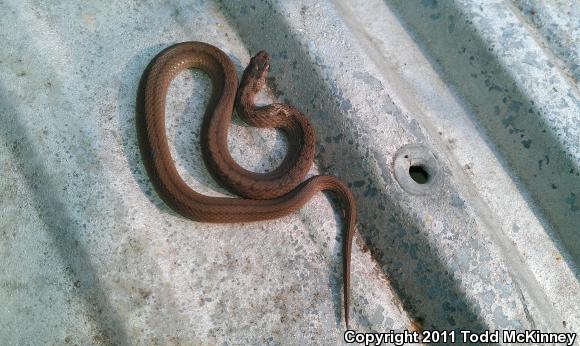 Northern Brownsnake (Storeria dekayi dekayi)