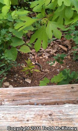 Five-lined Skink (Plestiodon fasciatus)