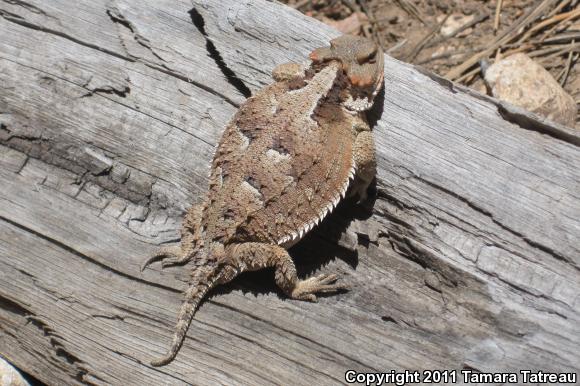 Hernandez's Short-horned Lizard (Phrynosoma hernandesi hernandesi)