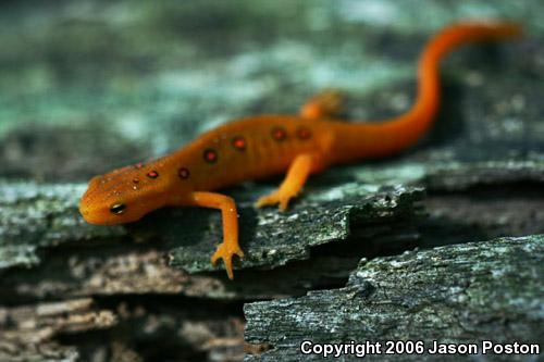 Red-Spotted Newt (Notophthalmus viridescens viridescens)