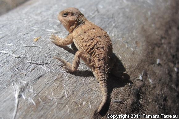 Hernandez's Short-horned Lizard (Phrynosoma hernandesi hernandesi)