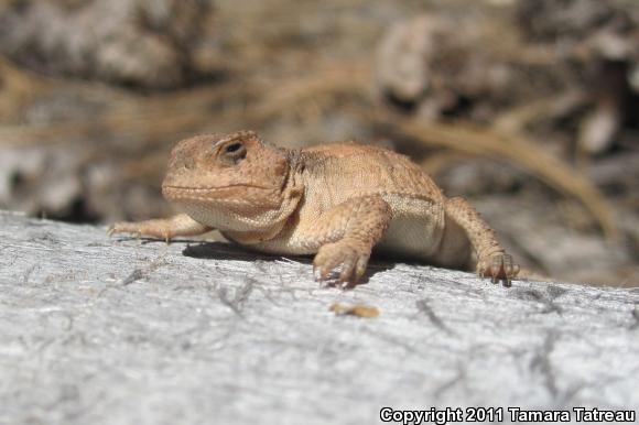 Hernandez's Short-horned Lizard (Phrynosoma hernandesi hernandesi)