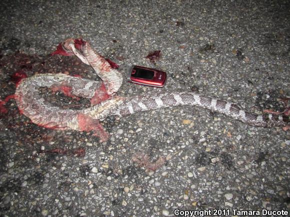 Gray Ratsnake (Pantherophis obsoletus spiloides)