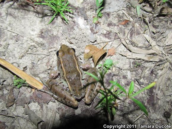 Southern Leopard Frog (Lithobates sphenocephalus utricularius)