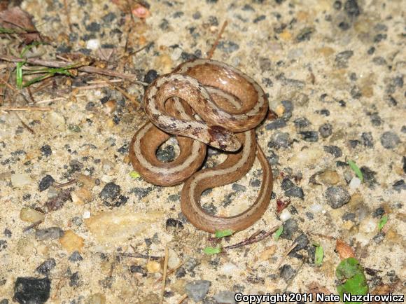 Northern Brownsnake (Storeria dekayi dekayi)