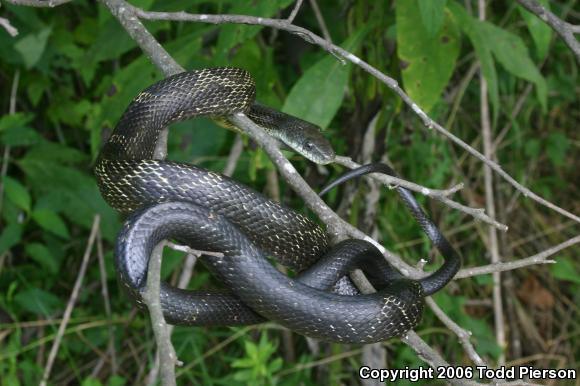 Black Ratsnake (Pantherophis obsoletus)