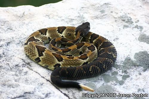 Timber Rattlesnake (Crotalus horridus)