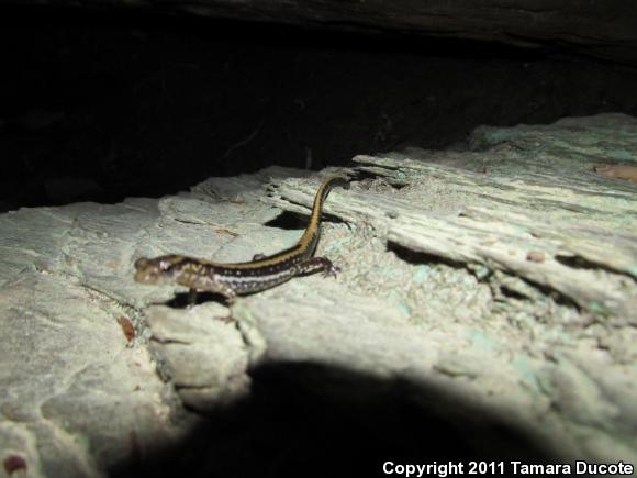 Three-lined Salamander (Eurycea guttolineata)