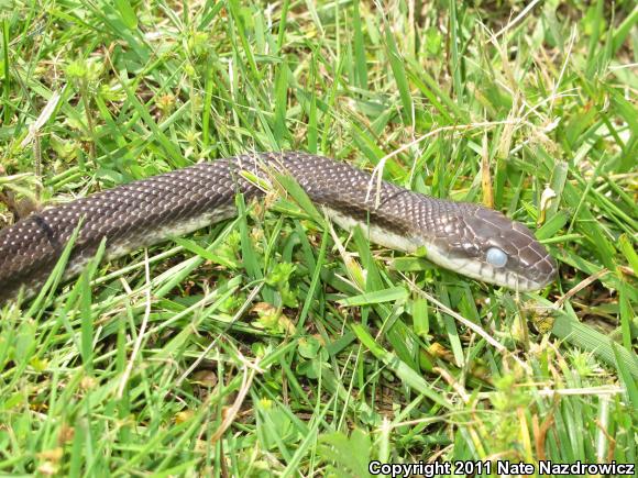 Eastern Ratsnake (Pantherophis alleghaniensis)