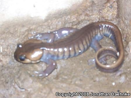 Northwestern Salamander (Ambystoma gracile)