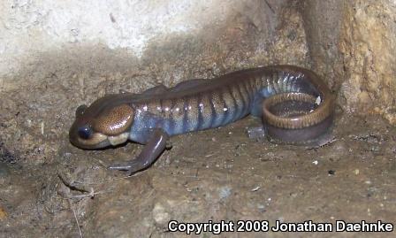 Northwestern Salamander (Ambystoma gracile)