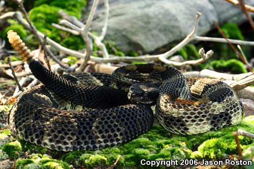 Timber Rattlesnake (Crotalus horridus)