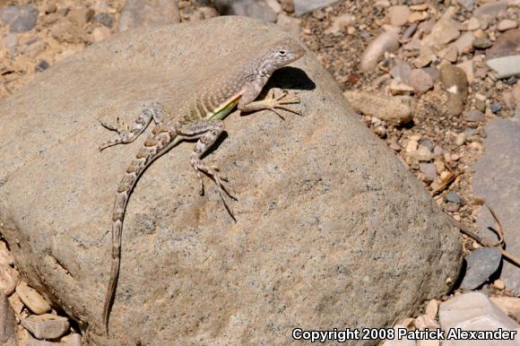 Greater Earless Lizard (Cophosaurus texanus)