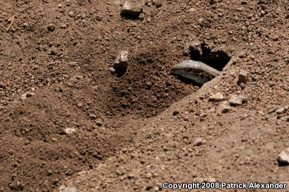 Chihuahuan Spotted Whiptail (Aspidoscelis exsanguis)