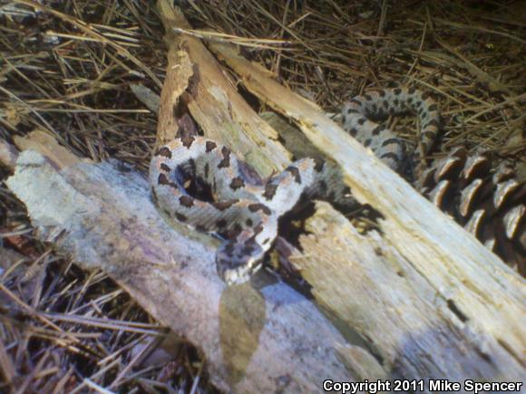 Western Pigmy Rattlesnake (Sistrurus miliarius streckeri)