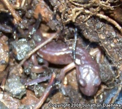 Oregon Ensatina (Ensatina eschscholtzii oregonensis)