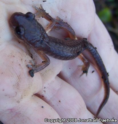 Oregon Ensatina (Ensatina eschscholtzii oregonensis)