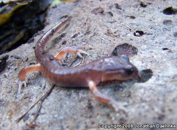 Oregon Ensatina (Ensatina eschscholtzii oregonensis)