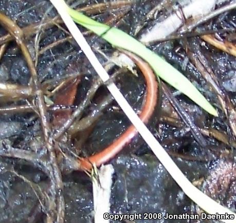 Western Red-backed Salamander (Plethodon vehiculum)